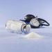 Salt during pregnancy: why it is important